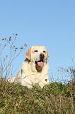 LABRADOR 371